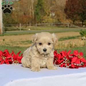 Mario, Maltipoo Puppy